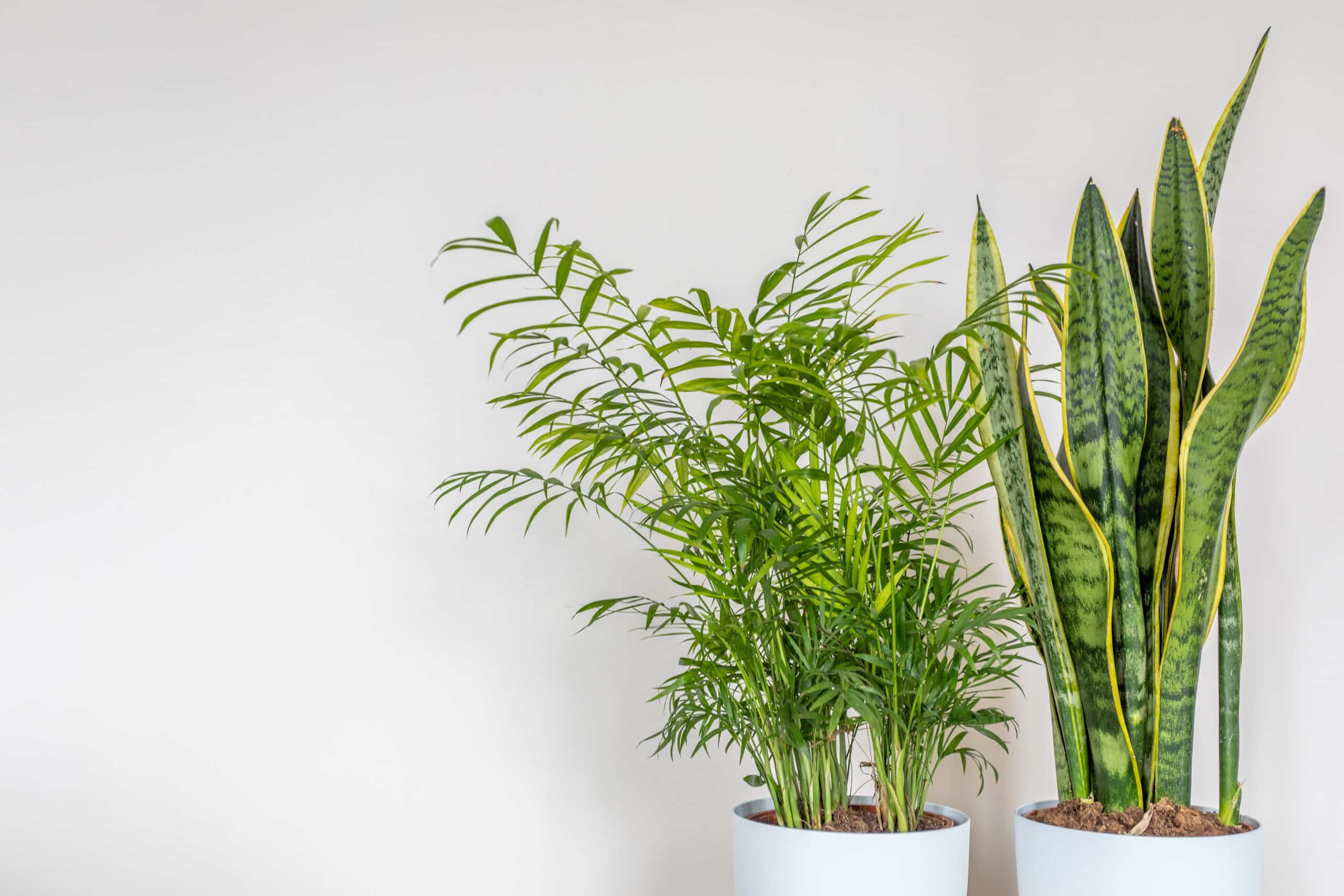 closeup of plants in a white pot up against a white wall